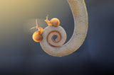 Snail - With You Poster och Canvastavla