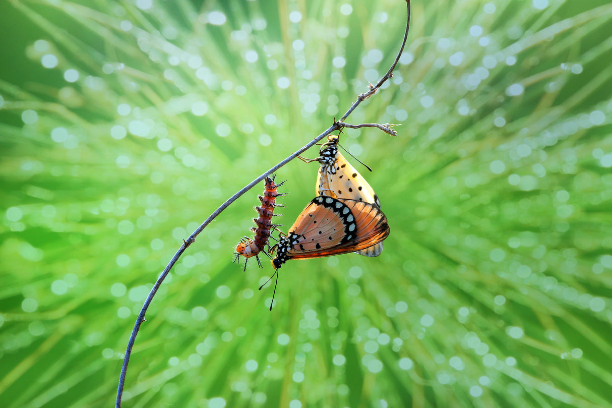 mating butterflies and caterpillars Poster och Canvastavla