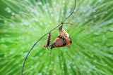 mating butterflies and caterpillars Poster och Canvastavla