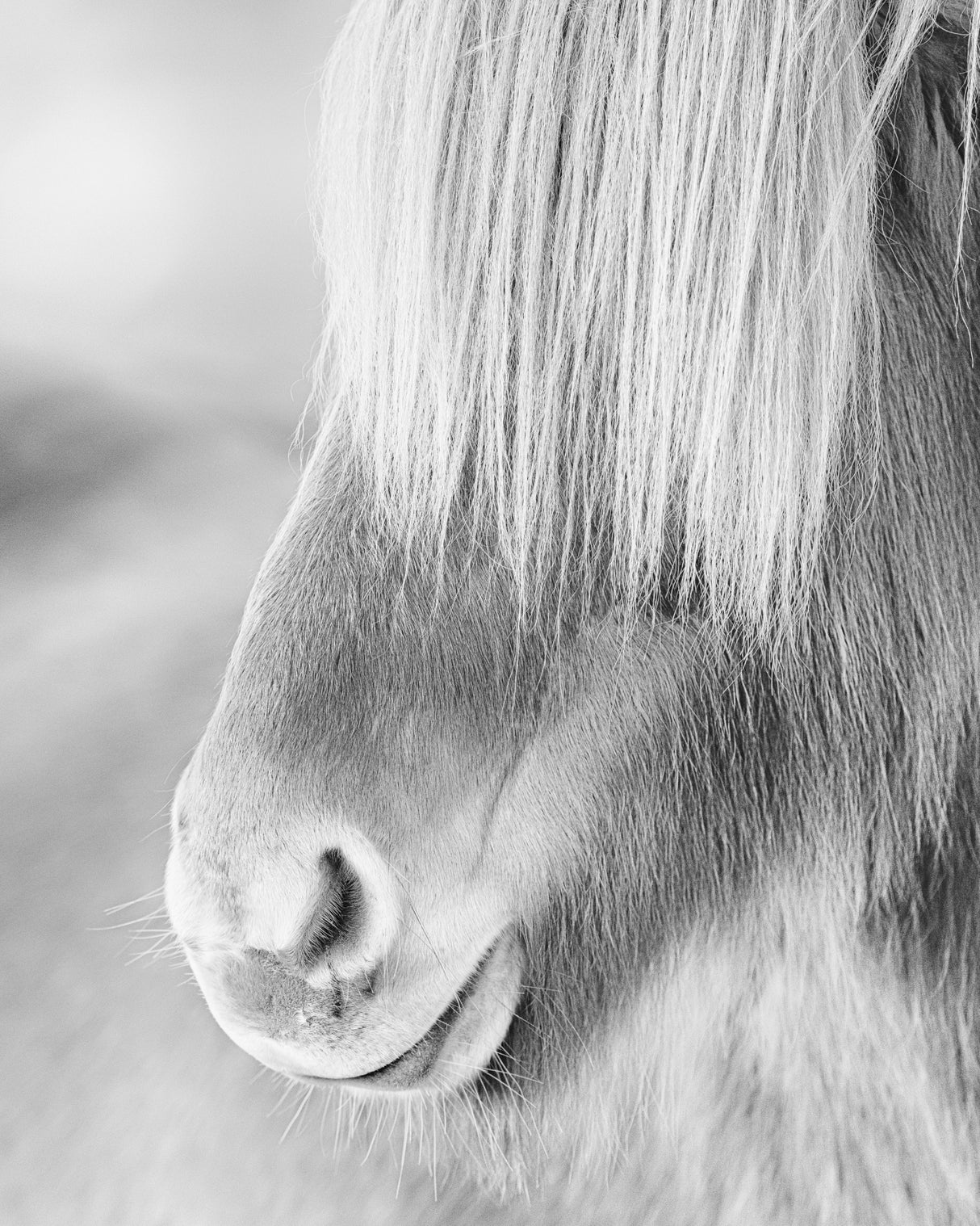 Icelandic horse in winter fur Poster och Canvastavla