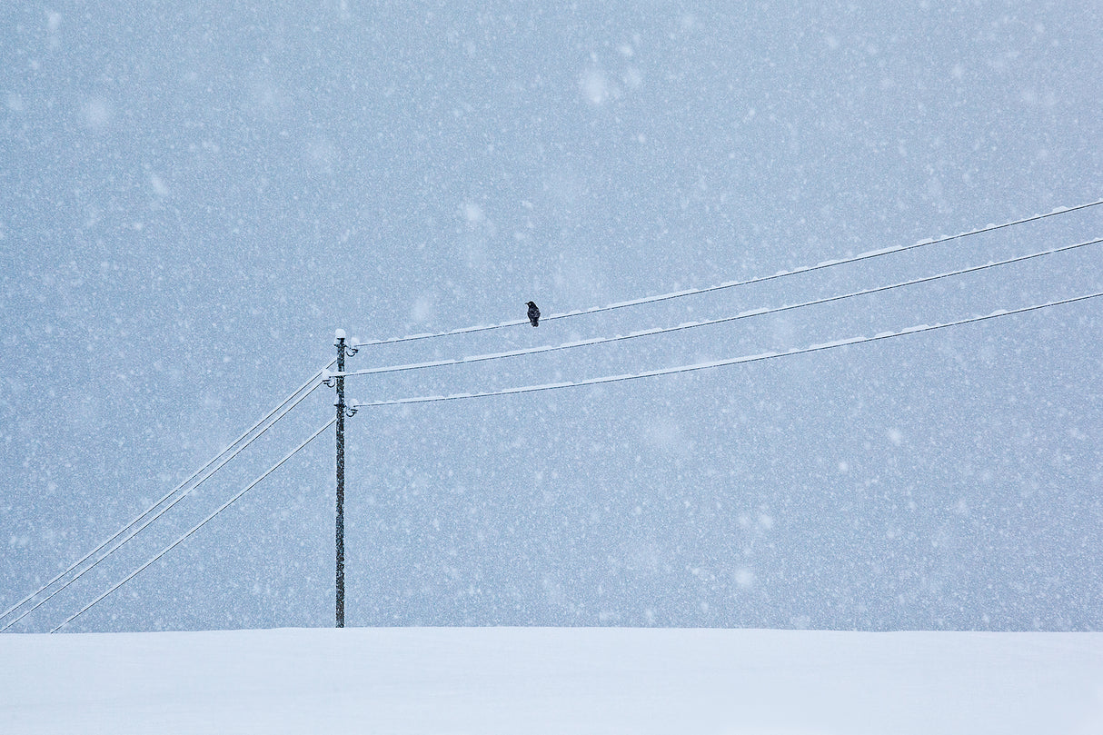 a long day in winter Poster och Canvastavla