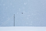 a long day in winter Poster och Canvastavla