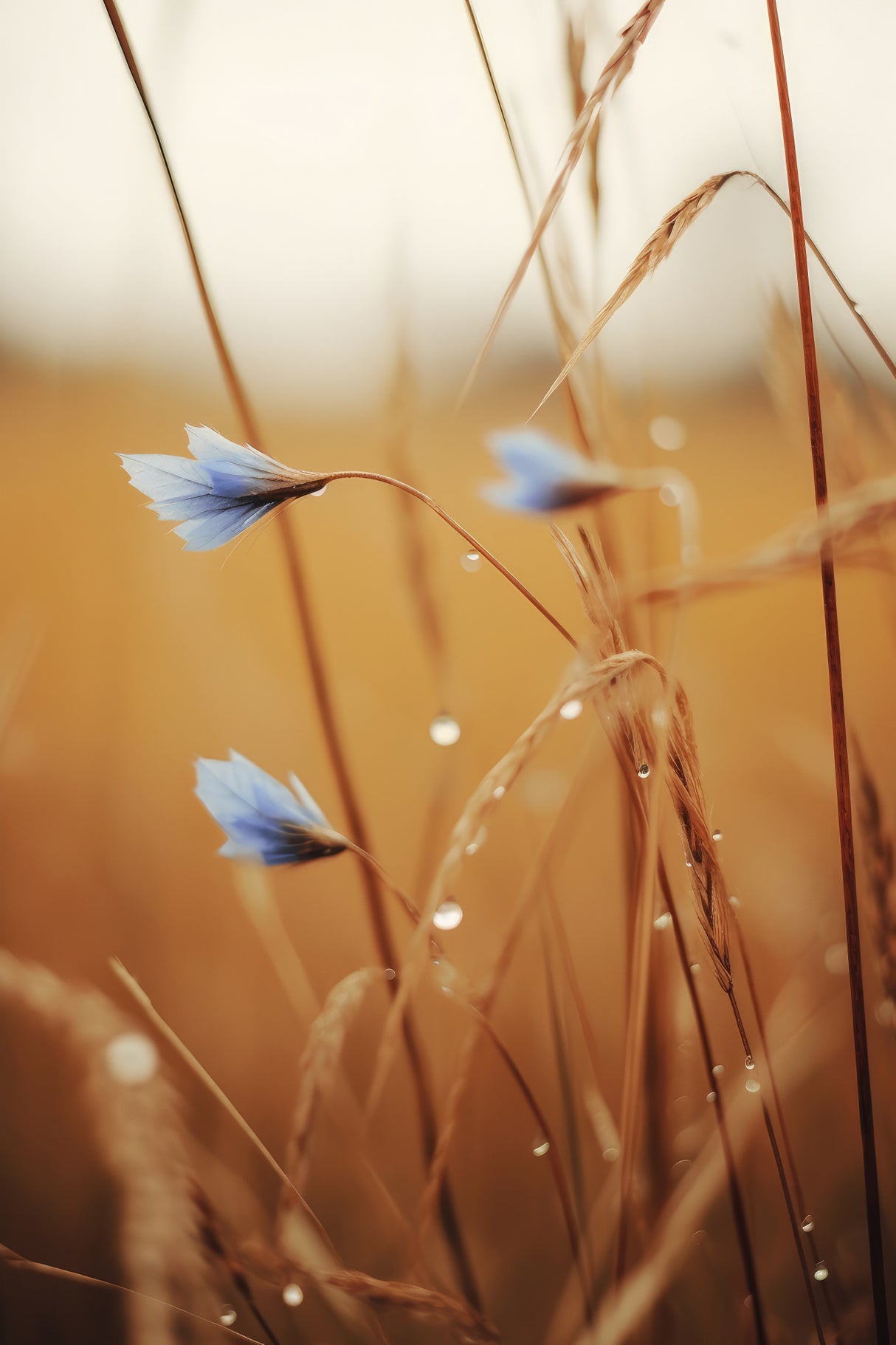 Blue Corn Flowers Poster och Canvastavla