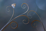 Curve Poster och Canvastavla