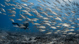 Be a fish ( again ) Poster och Canvastavla