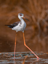 black-winged stilt Poster och Canvastavla
