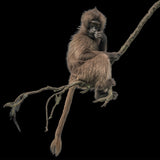Gelada monkey Poster och Canvastavla