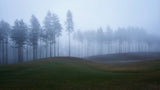 Foggy forest Poster och Canvastavla