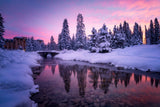 Winter Forest Poster och Canvastavla