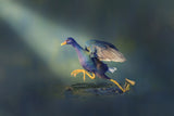 Juvenile Purple Gallinule Poster och Canvastavla
