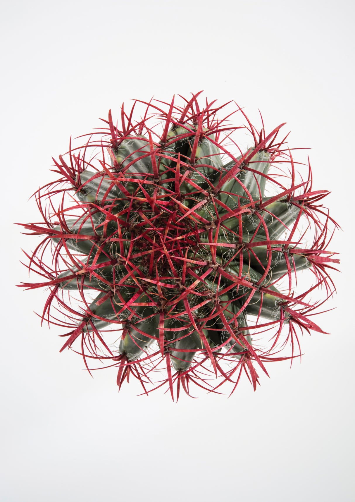 Cacti Poster och Canvastavla