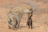 Mother Hyena carrying her Puppy Poster och Canvastavla