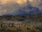 Spring in Torres del Paine Poster och Canvastavla