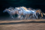 Gallop Poster och Canvastavla