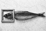 Fish portrait Poster och Canvastavla