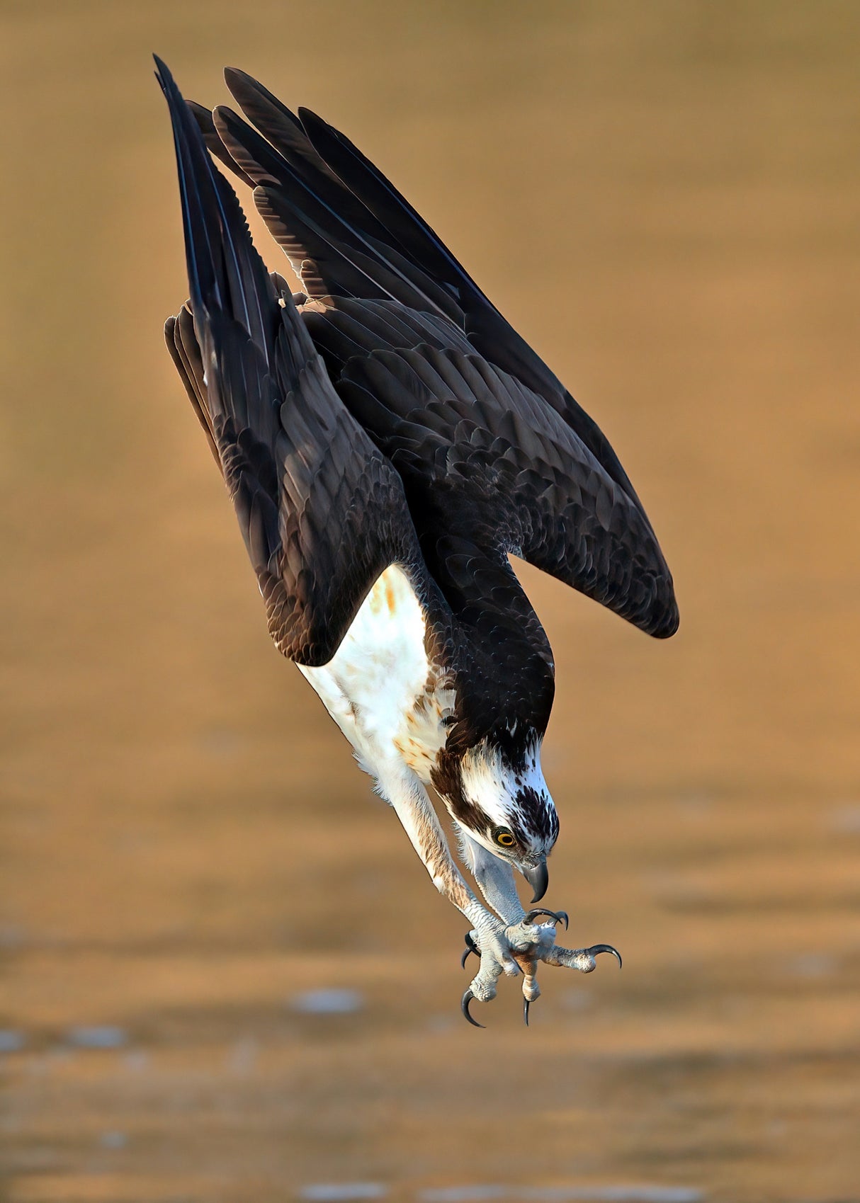 Osprey in action Poster och Canvastavla