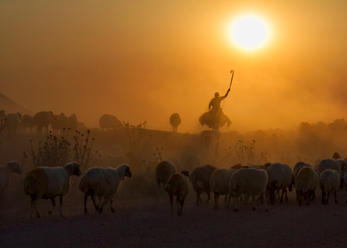shepherd Poster och Canvastavla