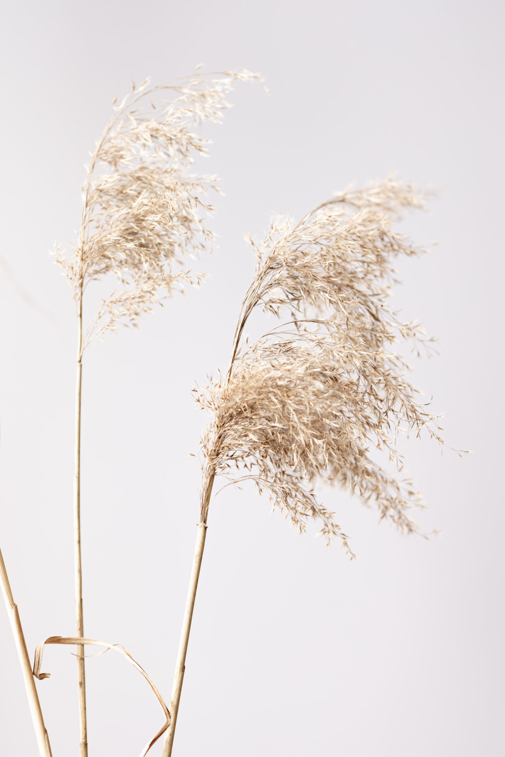 Reed Grass Grey  01 Poster och Canvastavla