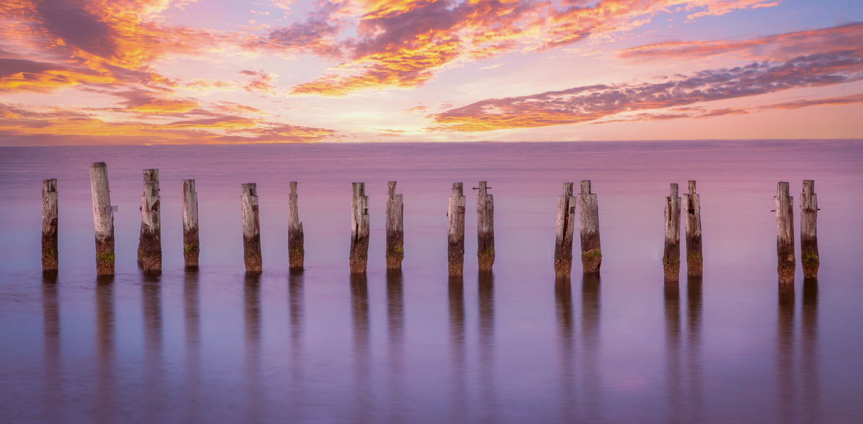 Cape Pilings in Purple Poster och Canvastavla