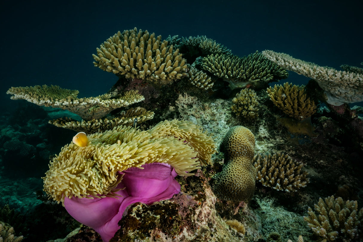 The Reef Poster och Canvastavla