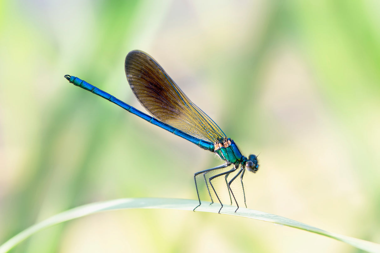 Dragon-fly Poster och Canvastavla