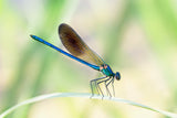 Dragon-fly Poster och Canvastavla