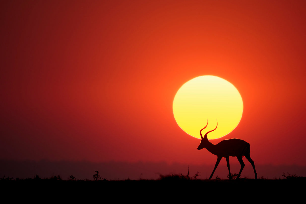 An African Sunset Poster och Canvastavla