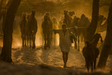herd on a walk Poster och Canvastavla