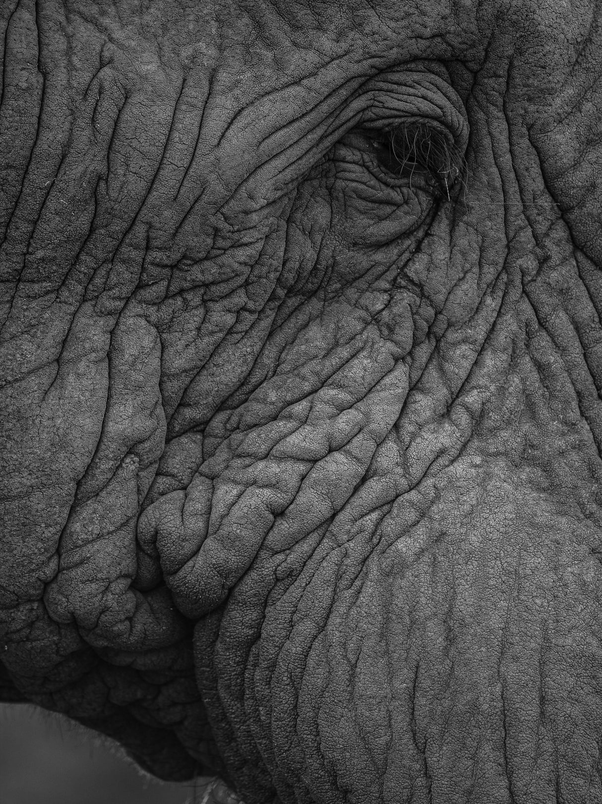 Olifant 01 Poster och Canvastavla