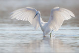 Little Egret fishing Poster och Canvastavla