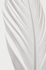 Feather_006 Poster och Canvastavla