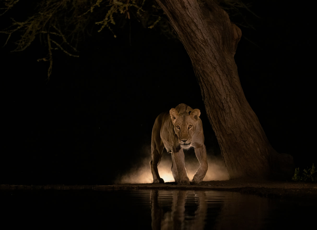 Lion at night Poster och Canvastavla