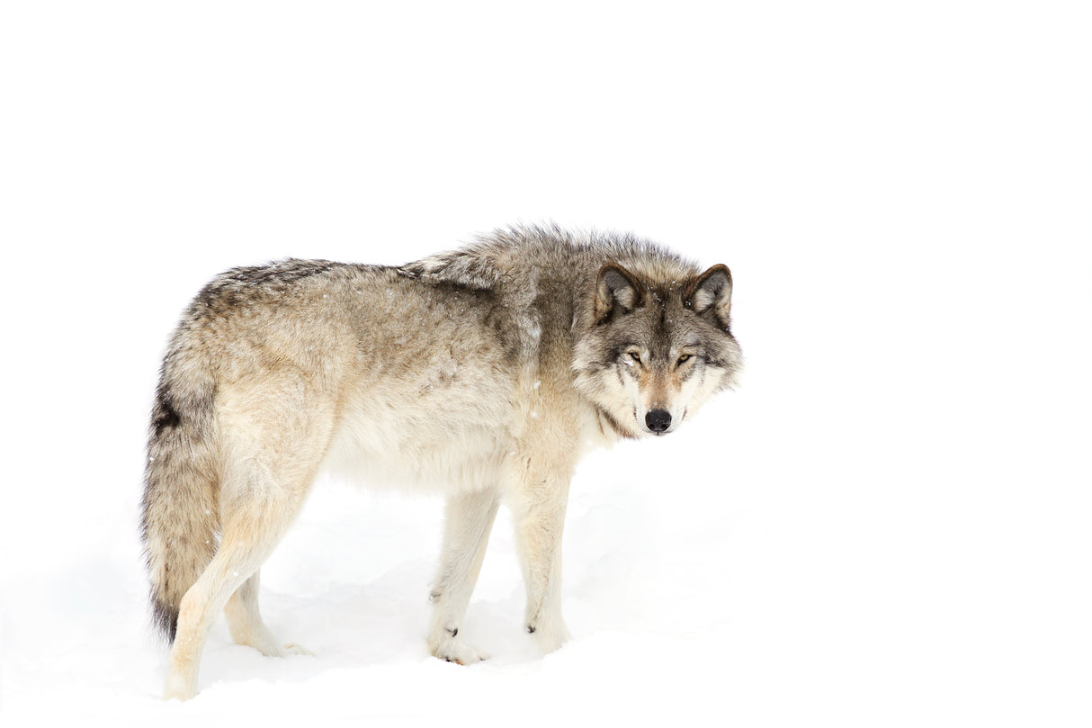 Timber wolf walking through the snow Poster och Canvastavla
