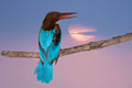 White-throated Kingfisher Poster och Canvastavla