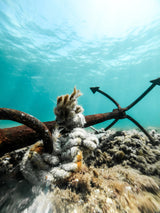 Details of anchor underwater Poster och Canvastavla