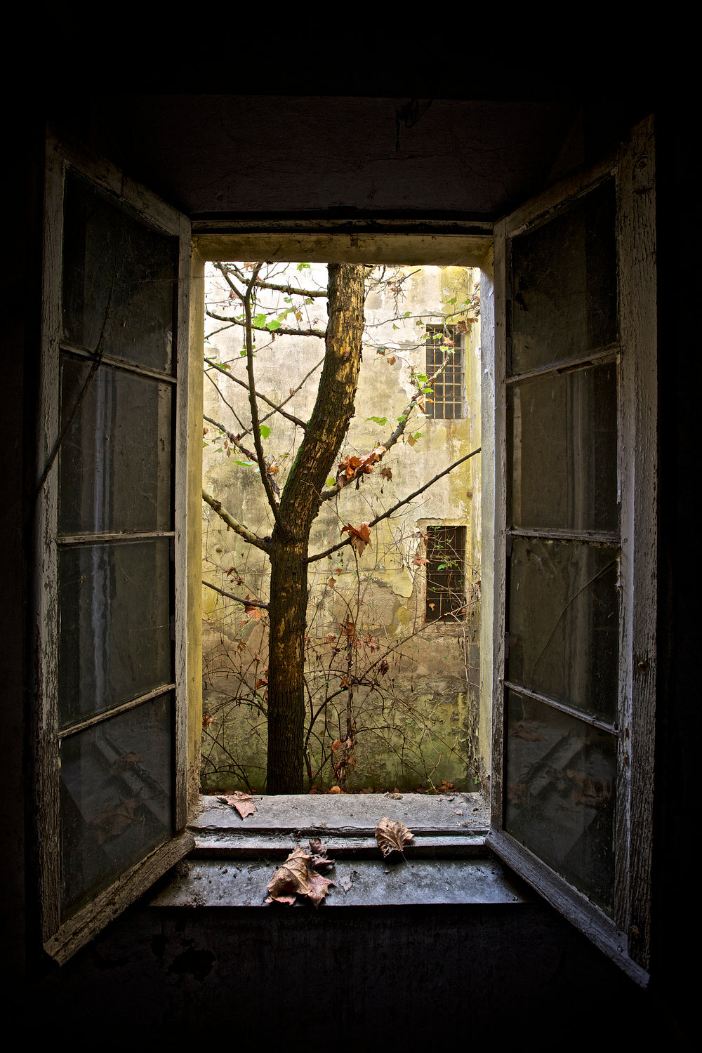 Autumn in asylum Poster och Canvastavla