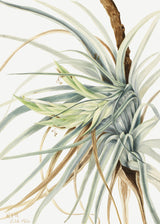 Wild Pineapple (1921) Poster och Canvastavla
