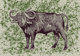 Cape Buffalo and Oxpecker Poster och Canvastavla
