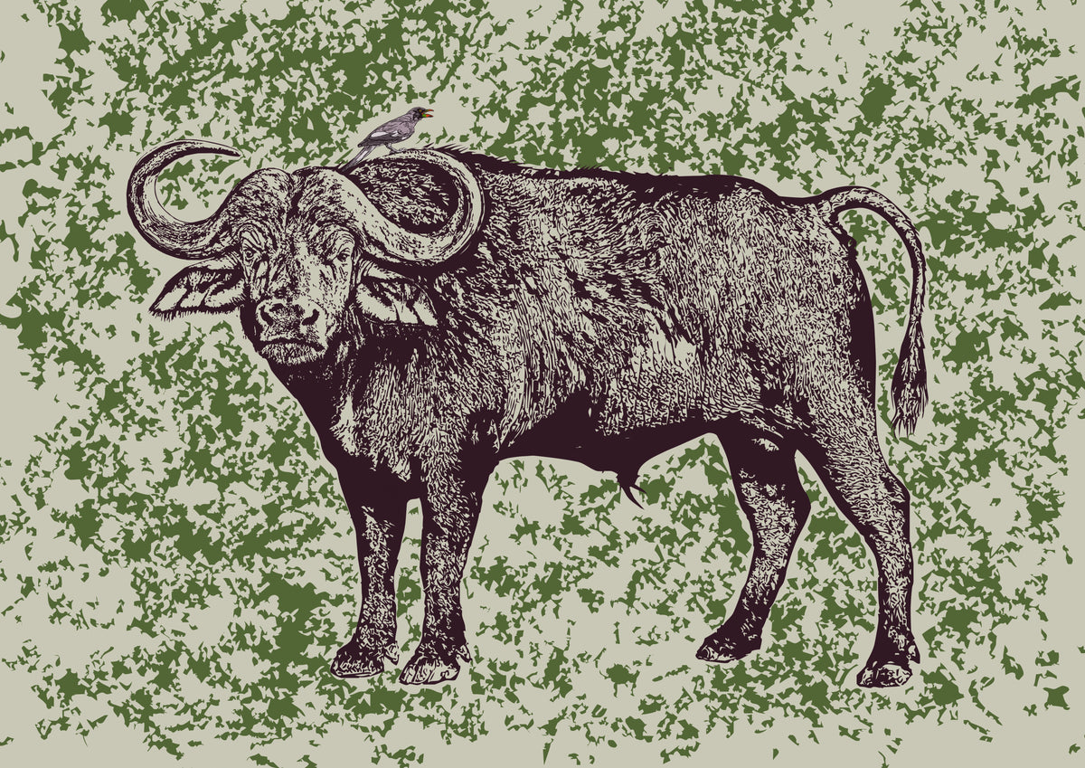 Cape Buffalo and Oxpecker Poster och Canvastavla