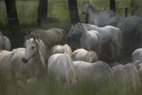Pasturage Poster och Canvastavla