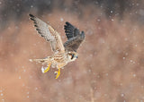 Fast flying falcon in the bliazard Poster och Canvastavla