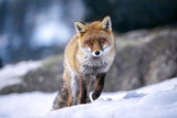 Walk in the snow Poster och Canvastavla
