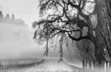 A Misty Morning Poster och Canvastavla