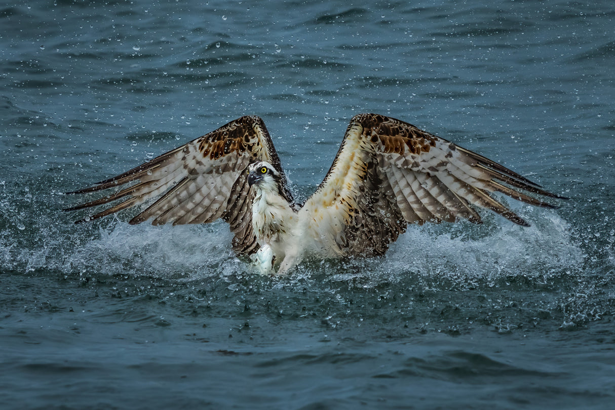 Catch and Take Off. Poster och Canvastavla