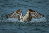 Catch and Take Off. Poster och Canvastavla
