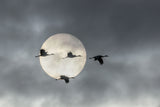 Flying High Poster och Canvastavla