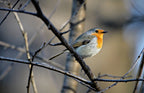 Little Red Robin Poster och Canvastavla