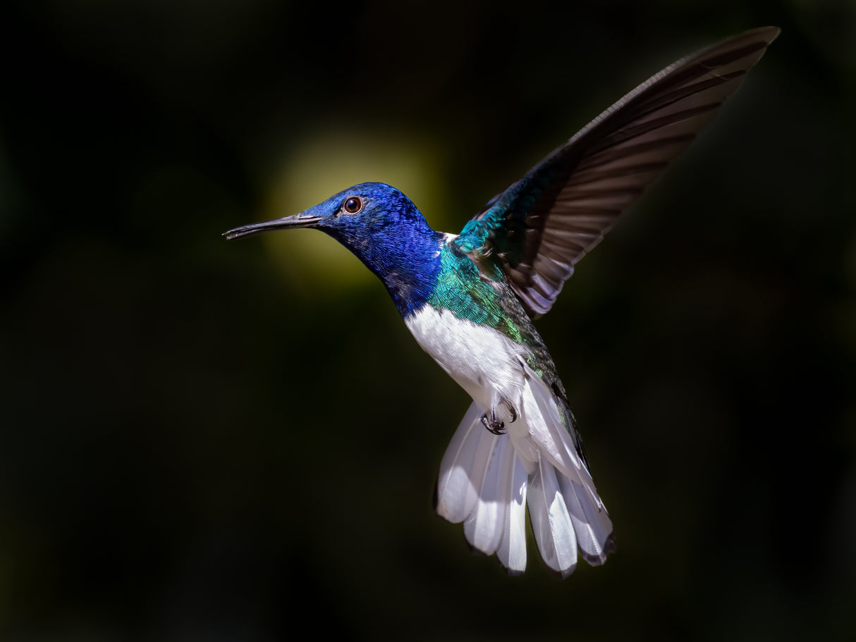 White-necked Jacobin Poster och Canvastavla