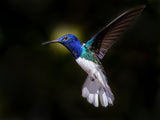 White-necked Jacobin Poster och Canvastavla