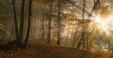 Forest Light Poster och Canvastavla